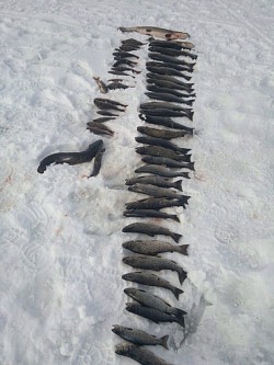 Тур рыбалка в северной Карелии